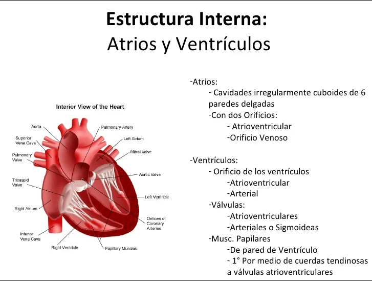 https://enallterm.unam.mx/sites/default/files/webform/wizard_fichatraductologica/1257/atrio.png