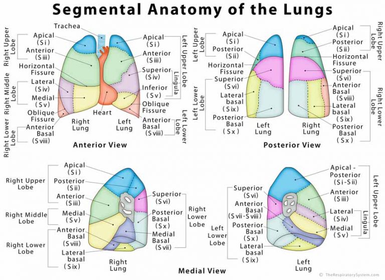 pice pulmonar.jpg