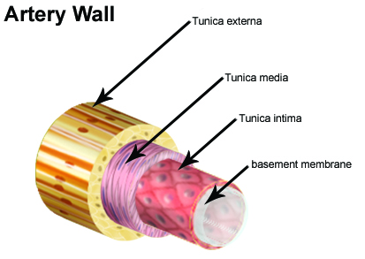 https://enallterm.unam.mx/sites/default/files/webform/wizard_fichatraductologica/1268/pared%20arterial.jpg