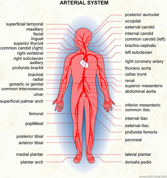 sistema arterial.jpg