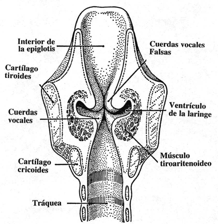 ventriculo laringeo.jpg