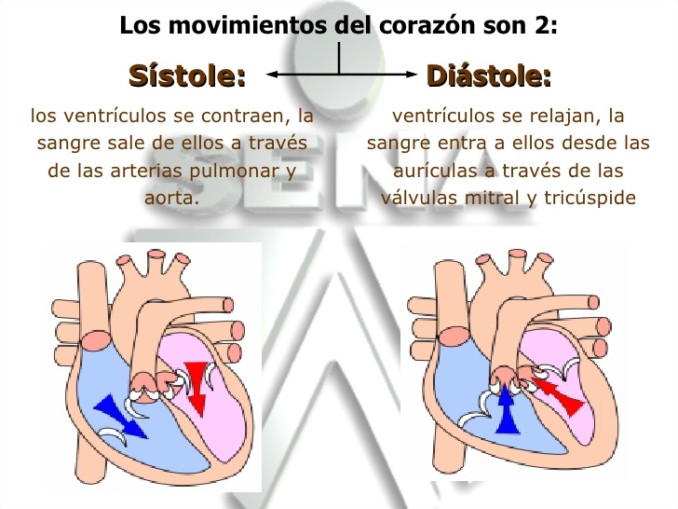 Sistole y Diastole.jpg