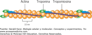 troponina.png