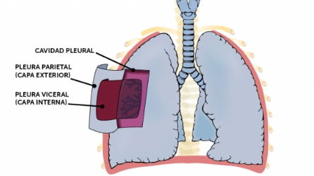 pleura (pleura) | ENALLTerm