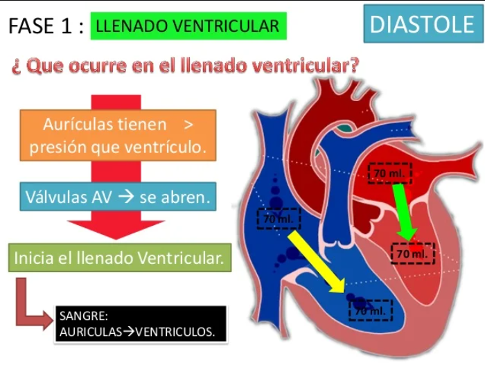 llenado ventricular.png