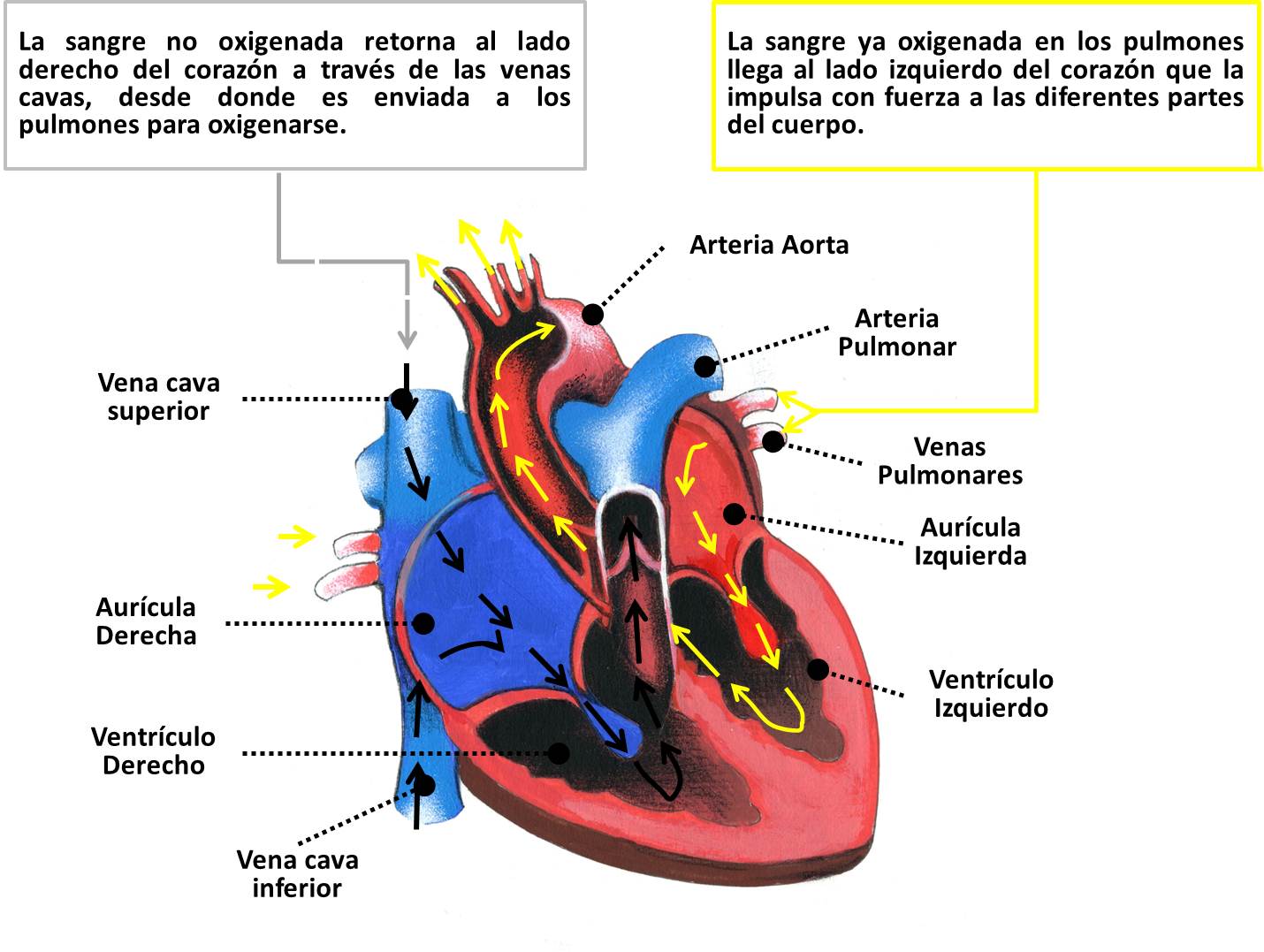 funcion cardiaca.jpg