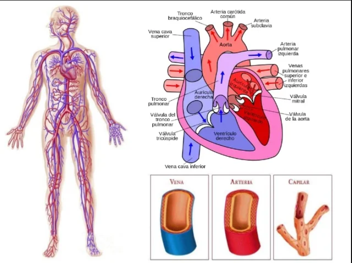 aparato cardiovascular.png