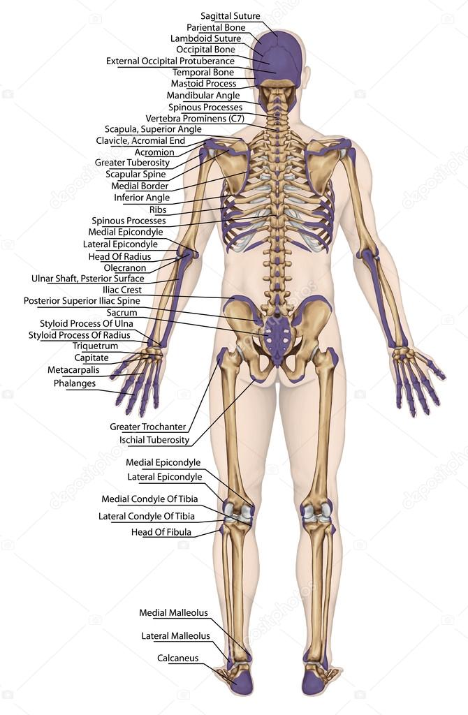 bony prominences.jpg