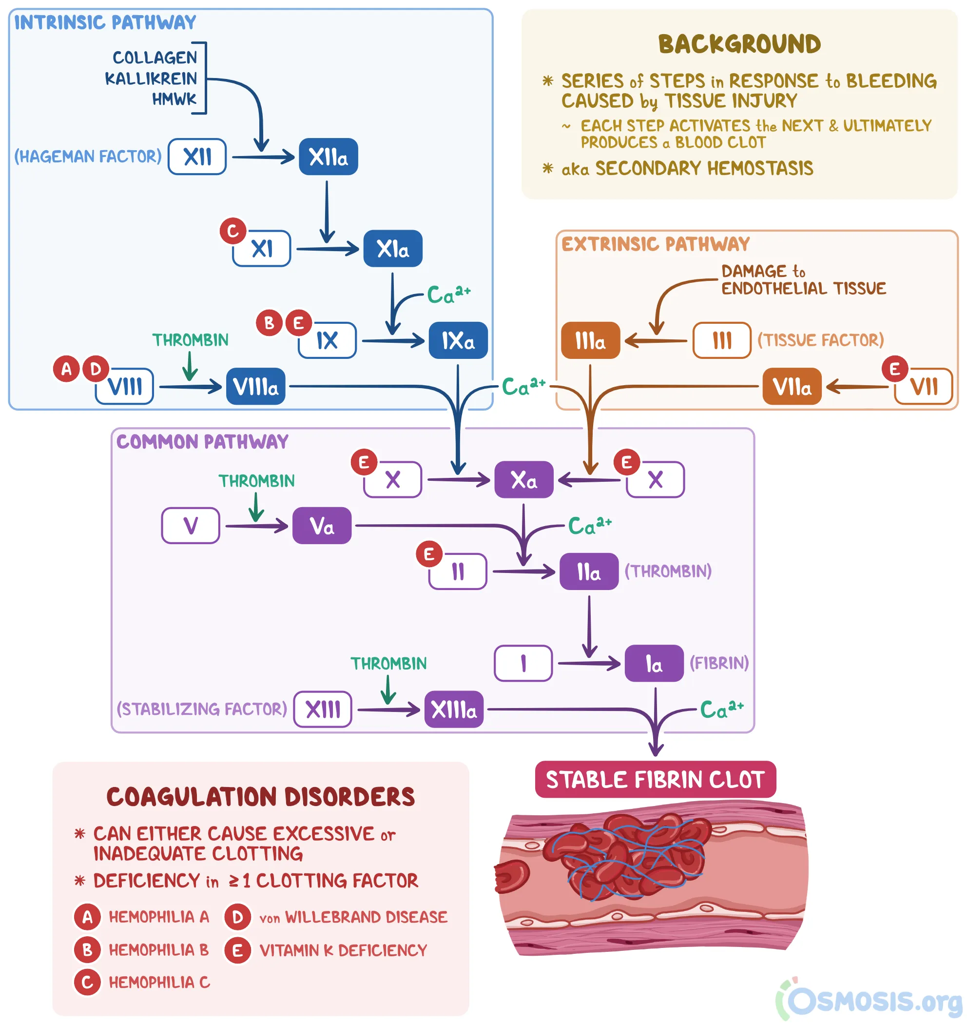 Ficha coagulation cascade | ENALLTerm