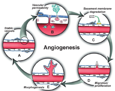 angiogenesis.png