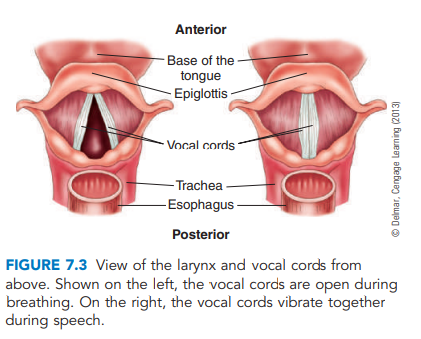 cuerdas vocales.png