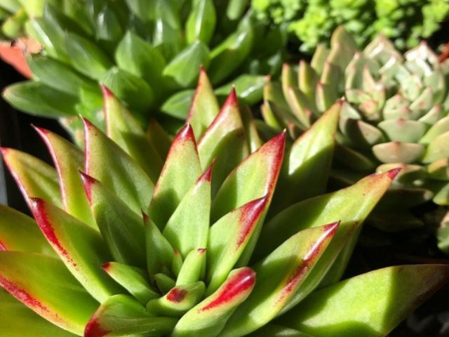 Echeveria_agavoides.jpg