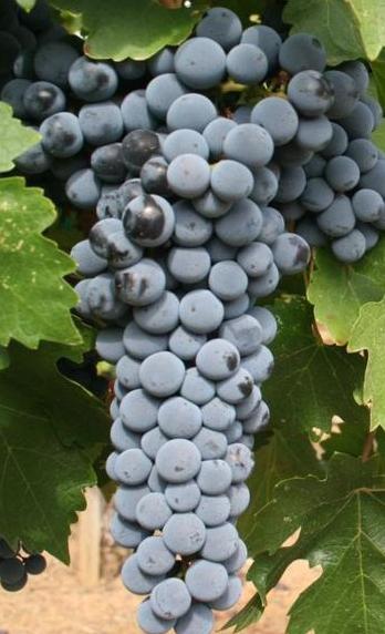 CabernetSauvignon.jpg